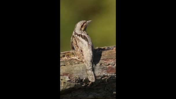 Wryneck Eurasian Torquilla Jynx Ramo Velho Até Fechar Sentado Ramo — Vídeo de Stock