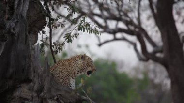 Dev Afrika leoparı (Panthera pardus) erkeği avdan önce dinlenir..