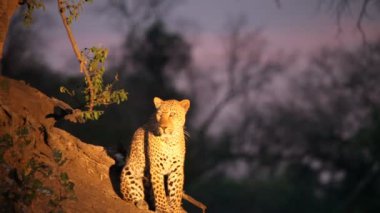 Dev Afrika leoparı (Panthera pardus) erkeği avdan önce dinlenir..