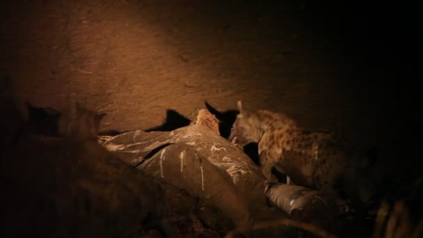 Hiena Manchada Crocuta Crocuta Riéndose Hiena Alimentándose Del Elefante Muerte — Vídeos de Stock