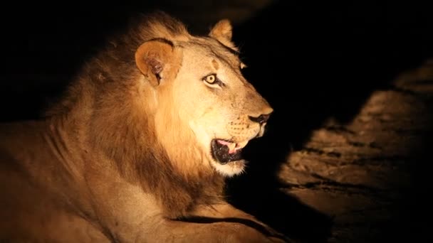 어두운 자존심을 Panthera Leo — 비디오