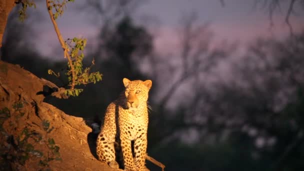 Τεράστια Αφρικανική Λεοπάρδαλη Panthera Pardus Pardus Αρσενικό Έχουν Ένα Υπόλοιπο — Αρχείο Βίντεο
