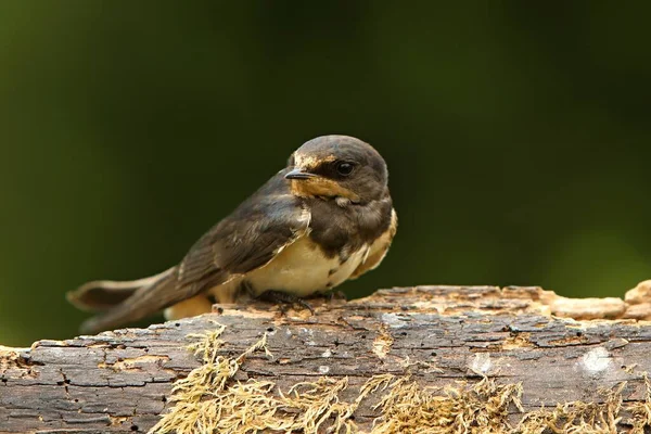 Genç Ahır Kırlangıcı Hirundo Rustica Akşam Güneşinde Eski Dalda Oturuyor — Stok fotoğraf