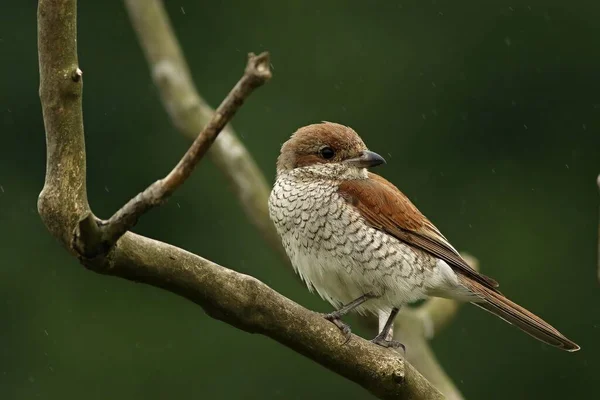 Red Backed Shrike Lanius Collurio Female Sitting Small Branch Rain — Stock Photo, Image