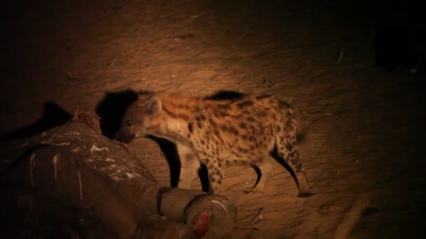 Skvrnitá Hyena Crocuta Crocuta Smích Hyena Zůstává Temné Noci Písku — Stock video