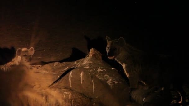 Skvrnitá Hyena Crocuta Crocuta Smích Hyena Zůstává Temné Noci Písku — Stock video