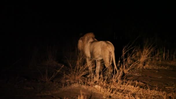 Panthera Leo 초원에 어두운 자존심을 수컷은 울부짖고 이빨을 가지고 잠비아 — 비디오