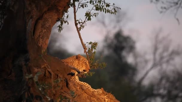 巨大なアフリカヒョウ Panthera Pardus Pardus の男性は狩りの前に休息を持っています アフリカのヒョウ狩り 南ルアンワ ザンビア — ストック動画