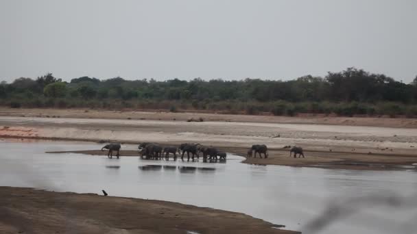Bir Afrika Fili Loxodonta Africana Sabah Luangwa Nehrinin Kıyısındaki Sahilde — Stok video