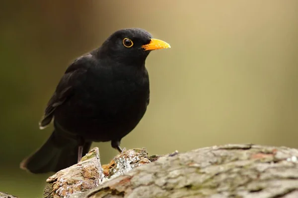 Common Blackbird Turdus Merula Male Sitiing Brown Old Branche Common — Stock Photo, Image