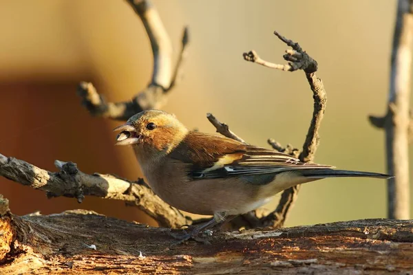 Κοινό Chaffinch Απλά Chaffinch Fringilla Coelebs Έναν Ηλιόσπορο Κάθεται Στο — Φωτογραφία Αρχείου