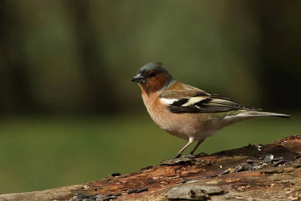 Eski bir dalda oturan ayçiçeği tohumu ile sıradan ispinoz (Fringilla coelebs). Sabah güneşi. Gri arkaplan.