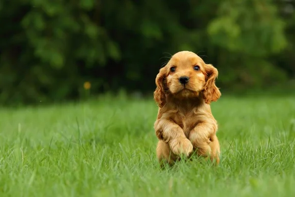 İnanılmaz, yeni doğmuş ve şirin kırmızı İngiliz Cocker Spaniel köpek yavrusu detayı. Küçük ve şirin kırmızı Cocker Spaniel köpek yavrusu yeşil çimlerde koşuyor, sabah güneşi. Yeşil arkaplan.