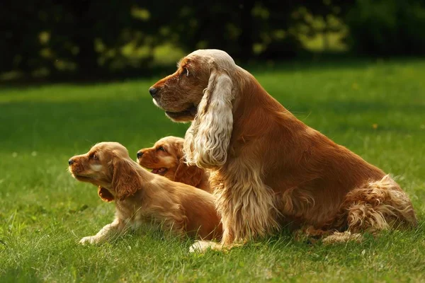 İnanılmaz, yeni doğmuş ve annesiyle birlikte sevimli kırmızı İngiliz Cocker Spaniel yavruları. Kızıl İngiliz Cocker Spaniel yavruları. Yeşil arka plan. Sabah güneşi.