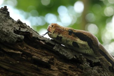 Boa yılanı (Boa yılanı), kırmızı kuyruklu boa yılanı ya da boa yılanı olarak da bilinir. Yeşil arkaplan.
