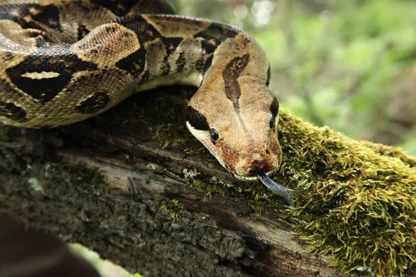 스트릭 Boa Constrictor 꼬리보아 Common Boa 가지에 — 스톡 사진