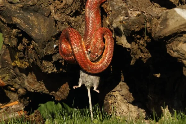 食鼠蛇一种食鼠后的谷物蛇 黑豹蛇或食鼠灵蛇 一条红色 橙色和黄色的玉米毒蛇在木头上 背景为褐色木材 — 图库照片