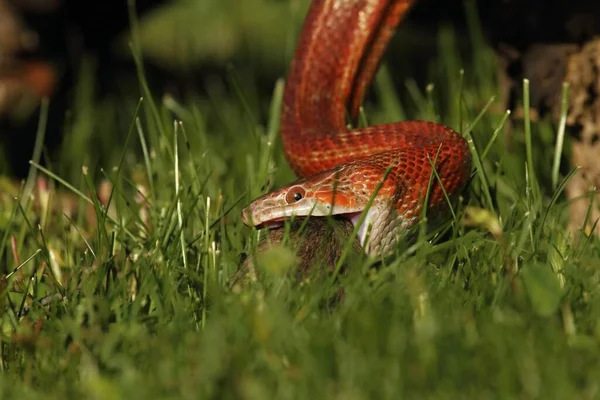 Кукурудзяна Змія Pantherophis Guttatus Після Полювання Мишу Червона Помаранчева Жовта — стокове фото