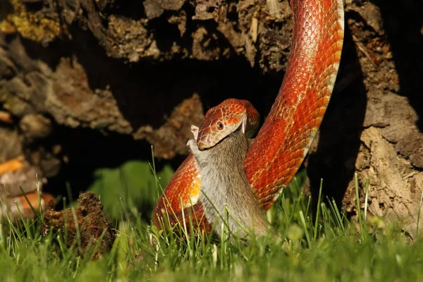食鼠蛇一种食鼠后的谷物蛇 黑豹蛇或食鼠灵蛇 一条红色 橙色和黄色的玉米毒蛇在木头上 背景是褐色的木头和绿色的草 — 图库照片