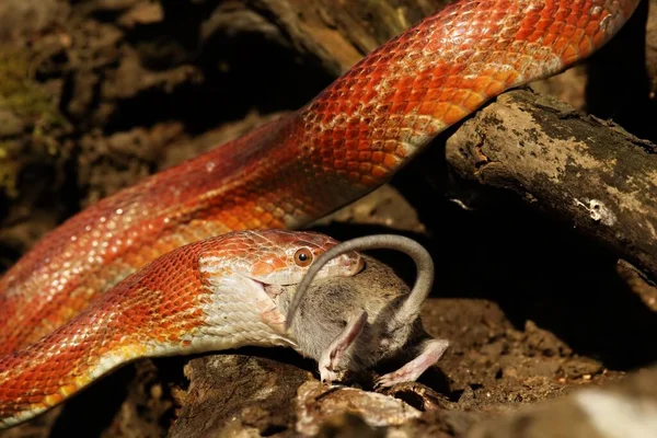 Кукурудзяна Змія Pantherophis Guttatus Після Полювання Мишу Червона Помаранчева Жовта — стокове фото