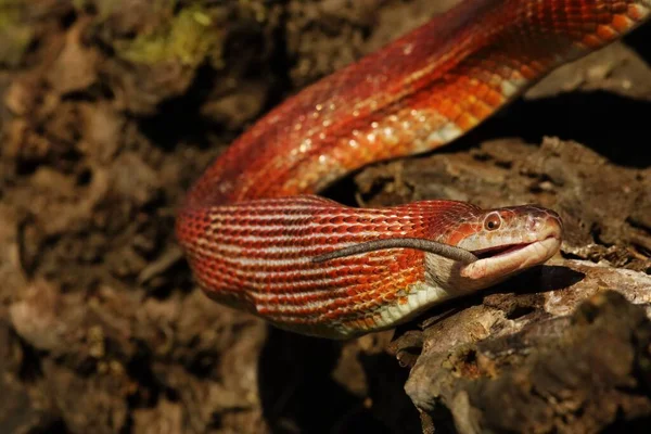 Kukoricakígyó Pantherophis Guttatus Vagy Elaphe Guttata Egérevés Után Egy Piros — Stock Fotó