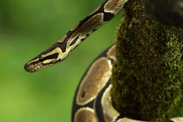 The ball python (Python regius), also called the royal python, on the old branche in green forest. Green background.