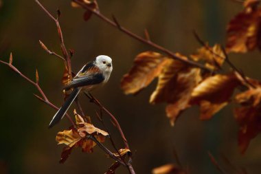 The The long-tailed tit or long-tailed bushtit (Aegithalos caudatus) sitting on the brown branch with golden leafs. Morning golden sun, brown background.