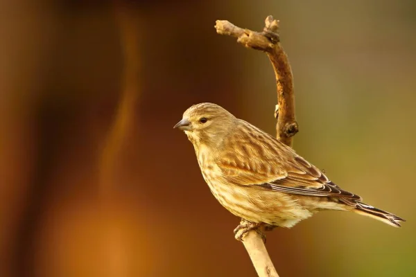 Common Linnet Linaria Cannabina Feline Sitting Small Branch Morning Sun — Stock Photo, Image