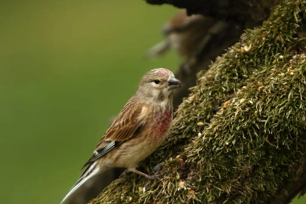 Linnet Commun Linaria Cannabina Mâle Assis Sur Vieille Branche Verte — Photo