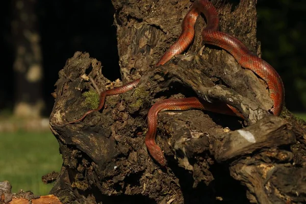 Serpente Mais Pantherophis Guttatus Elaphe Guttata Sul Vecchio Ramo Bruno — Foto Stock