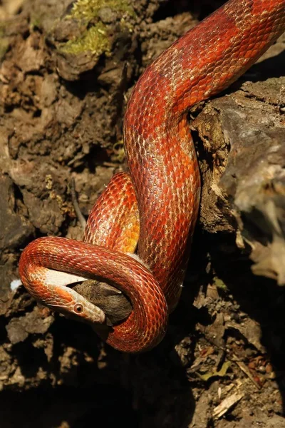 食鼠蛇一种食鼠后的谷物蛇 黑豹蛇或食鼠灵蛇 一条红色 橙色和黄色的玉米毒蛇在木头上 背景为褐色木材 — 图库照片