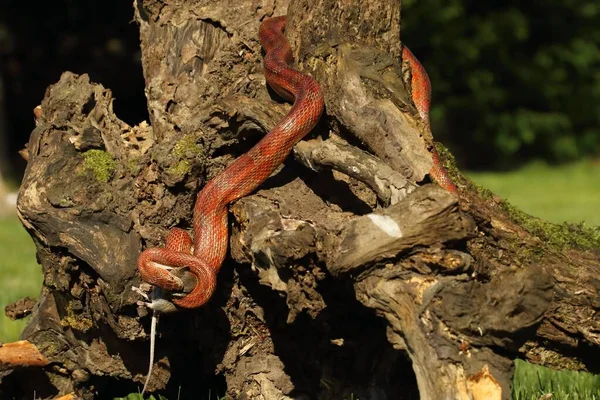 Corn Snake Pantherophis Guttatus Elaphe Guttata Hunt Eating Mouse Red — Stock Photo, Image