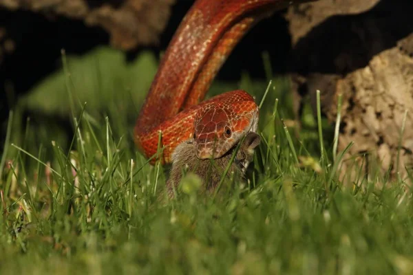 Corn Snake Pantherophis Guttatus Elaphe Guttata Hunt Eating Mouse Red — Stock Photo, Image