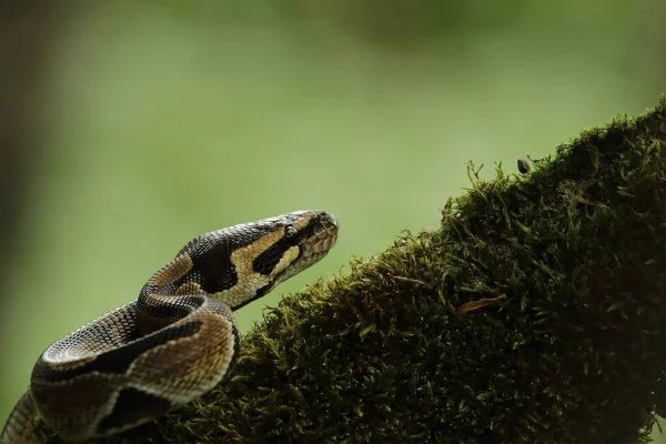 Pitone Palla Python Regius Chiamato Anche Pitone Reale Sul Vecchio — Foto Stock