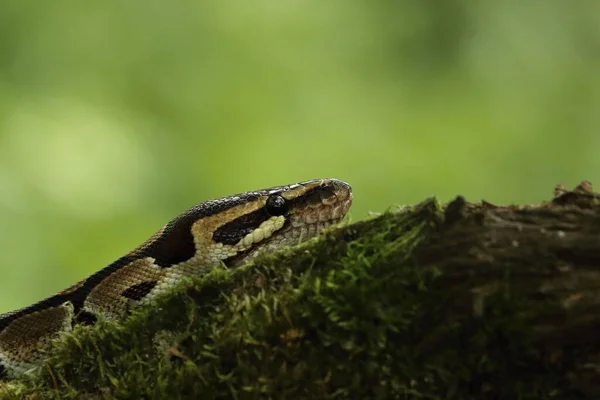 Top Pitonu Python Regülasyonu Yeşil Ormandaki Eski Dalda Bulunan Kraliyet — Stok fotoğraf