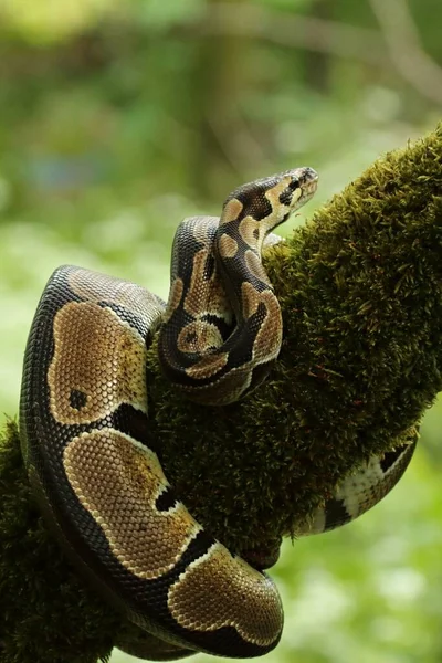 Pitone Palla Python Regius Chiamato Anche Pitone Reale Sul Vecchio — Foto Stock