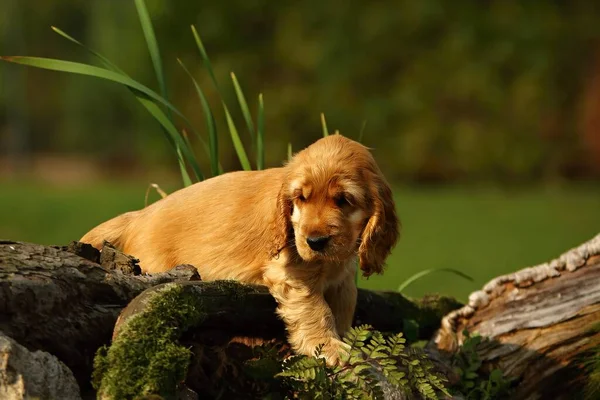 Incrível Recém Nascido Bonito Vermelho Inglês Cocker Spaniel Detalhe Filhote — Fotografia de Stock