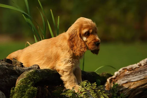 İnanılmaz, yeni doğmuş ve şirin kırmızı İngiliz Cocker Spaniel köpek yavrusu detayı. Küçük ve şirin kırmızı Cocker Spaniel köpek yavrusu yeşil çimlerin arkasında saklanıyor, sabah güneşi. Yeşil arkaplan.