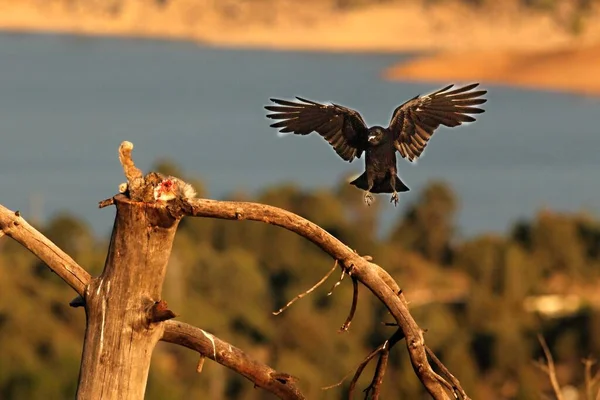 까마귀 Corvus Corax 토끼와 나뭇가지에 내려앉는다 까마귀는 그리핀 독수리의 먹이를 — 스톡 사진