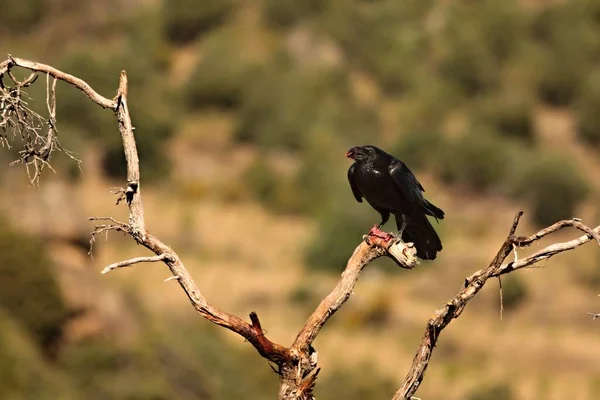 Kruk Zwyczajny Corvus Corax Siedzący Gałęzi Śmiertelnym Królikiem Kruk Kradnie — Zdjęcie stockowe