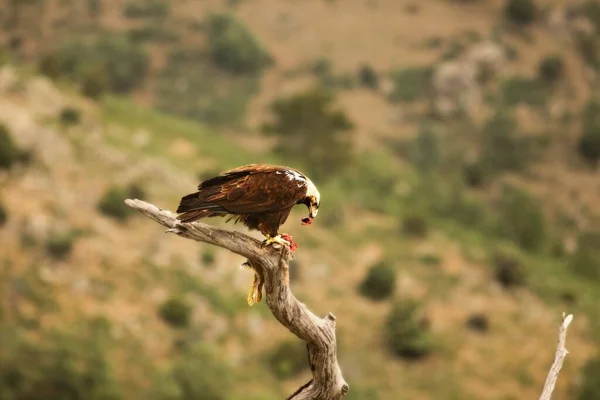 Spanish Imperial Eagle Aquila Adalberti Also Known Iberian Imperial Eagle — Stock Photo, Image