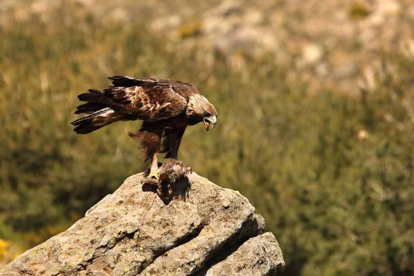 Spanish Imperial Eagle Aquila Adalberti Also Known Iberian Imperial Eagle — Stock Photo, Image