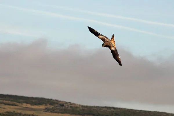 Golden Eagle Aquila Chrysaetos Flying Ower Rocks Brown Green Background — Stock Photo, Image
