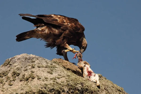 Águila Real Aquila Chrysaetos Después Caza Con Conejo Muerte Águila — Foto de Stock