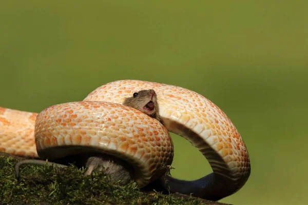 Fare Yedikten Sonra Bir Mısır Yılanı Pantherophis Guttatus Veya Elaphe — Stok fotoğraf