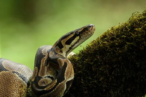 Pyton Kulowy Python Regius Zwany Także Pytonem Królewskim Starej Gałęzi — Zdjęcie stockowe