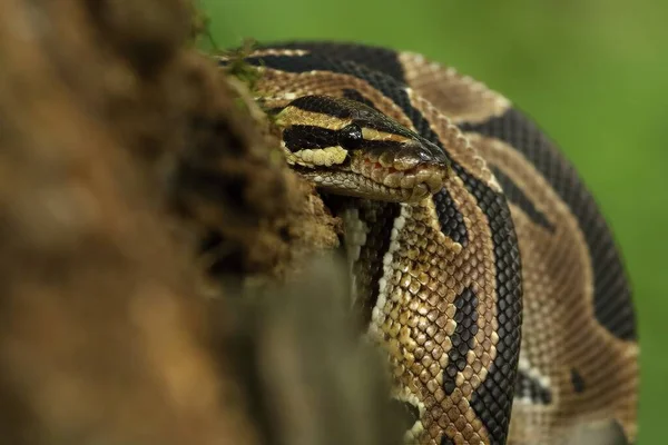 가지에는 비단뱀이라고 도불리는 비단뱀 Python 있습니다 초상화 — 스톡 사진