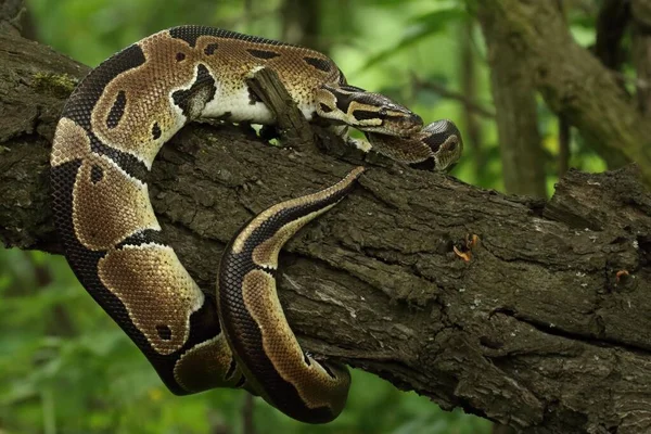 Bola Python Python Regius Também Chamada Python Real Antiga Branche — Fotografia de Stock