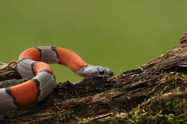 Greer 's Kingsnake (Lampropeltis mexicana greeri) eski dalda fareyi arıyor. Yeşil arka plan. Gri, siyah ve turuncu yılan dalda.
