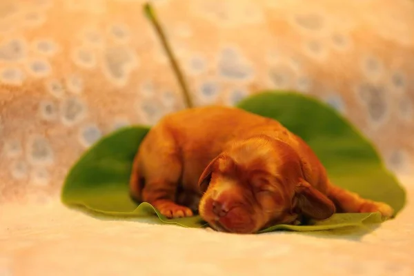 令人惊叹的 新生的和可爱的Eglish Cocre Spaniel小狗细节 睡梦中的金小狗 绿色床单 黄色背景 — 图库照片